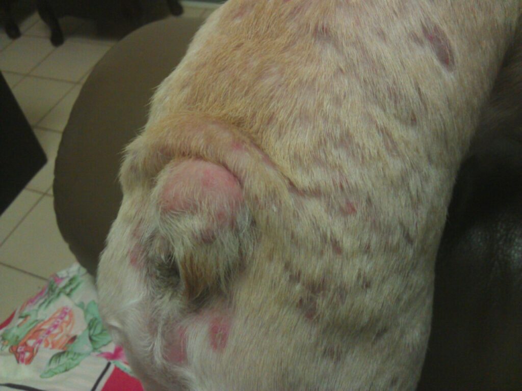 中醫治療異位性皮膚炎的成效2