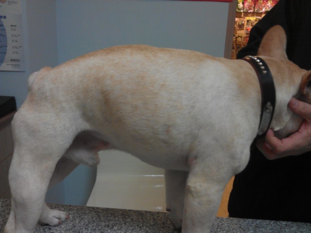 中醫治療異位性皮膚炎的成效3