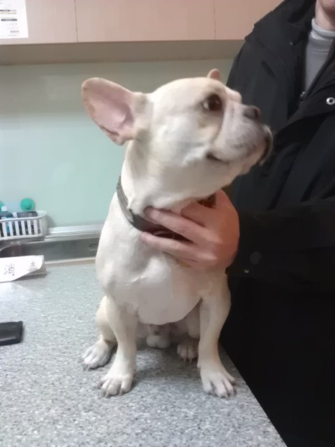 中醫治療異位性皮膚炎的成效4