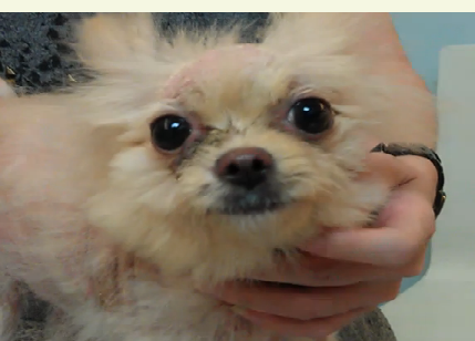 中醫治療異位性皮膚炎的成效5