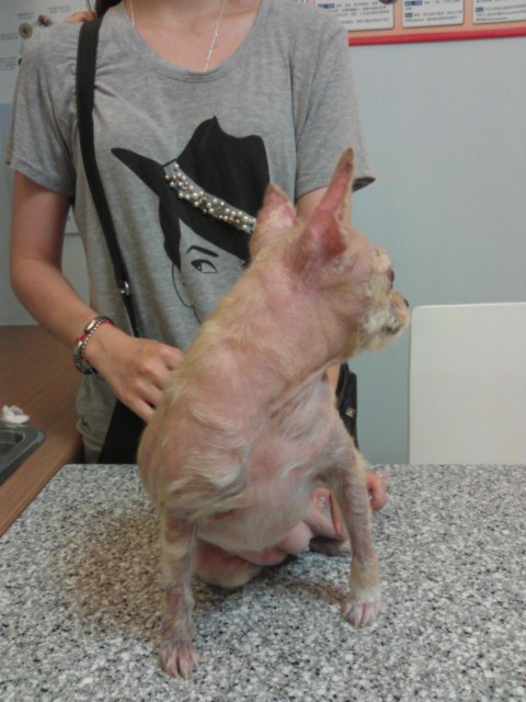 中醫治療異位性皮膚炎的成效6