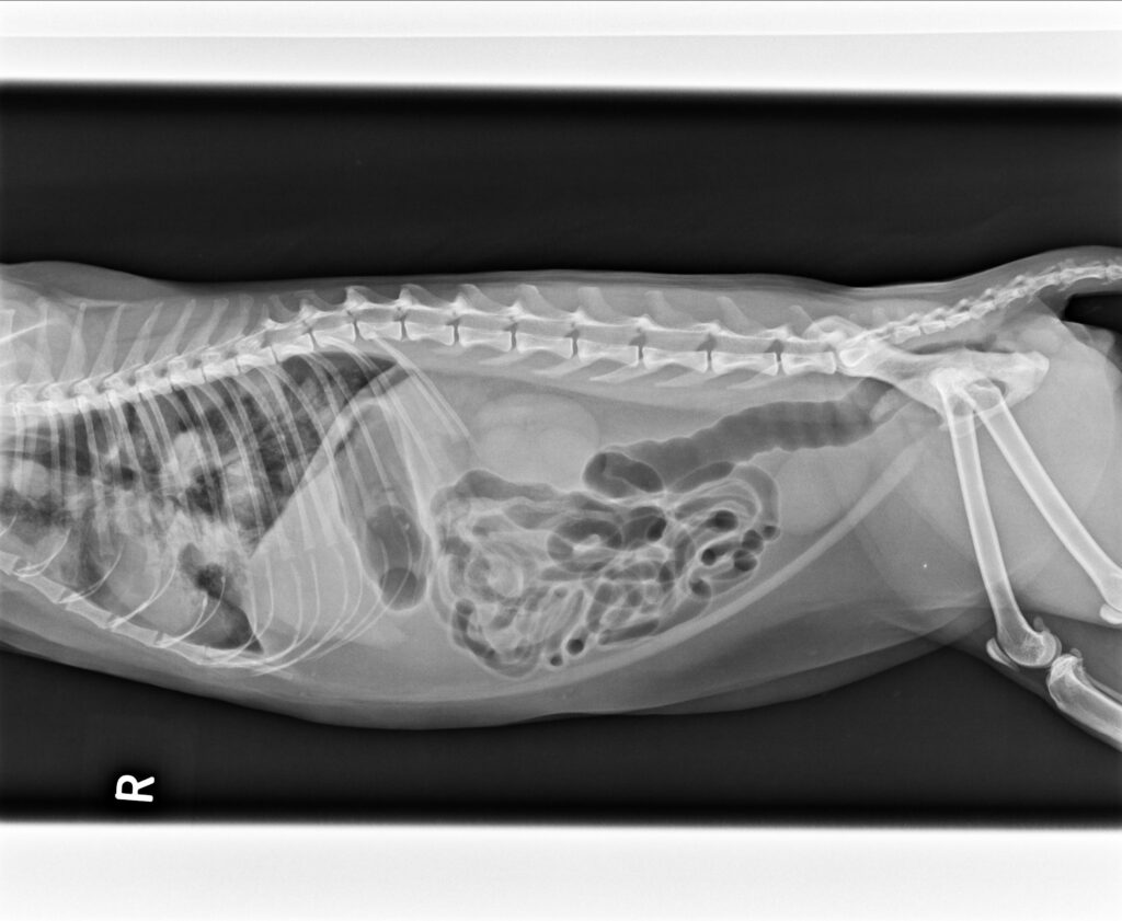 貓不明嚴重肺炎1