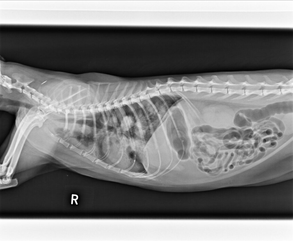 貓不明嚴重肺炎2