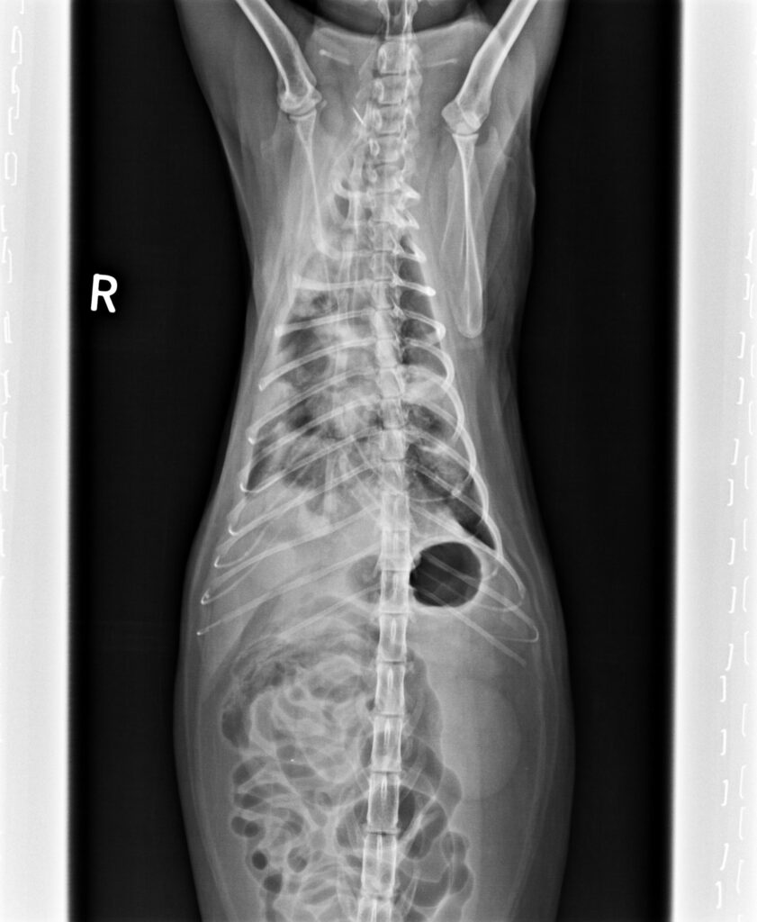 貓不明嚴重肺炎3