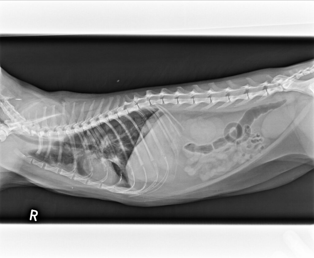 貓不明嚴重肺炎4