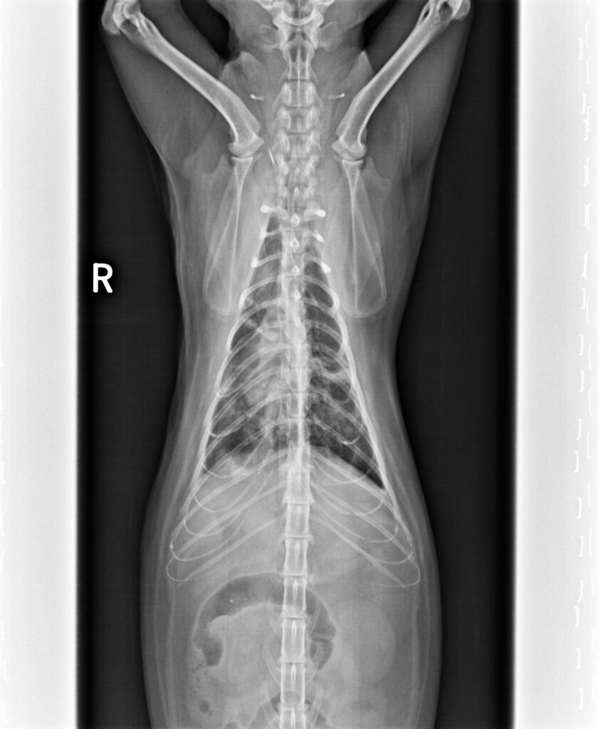 貓不明嚴重肺炎5