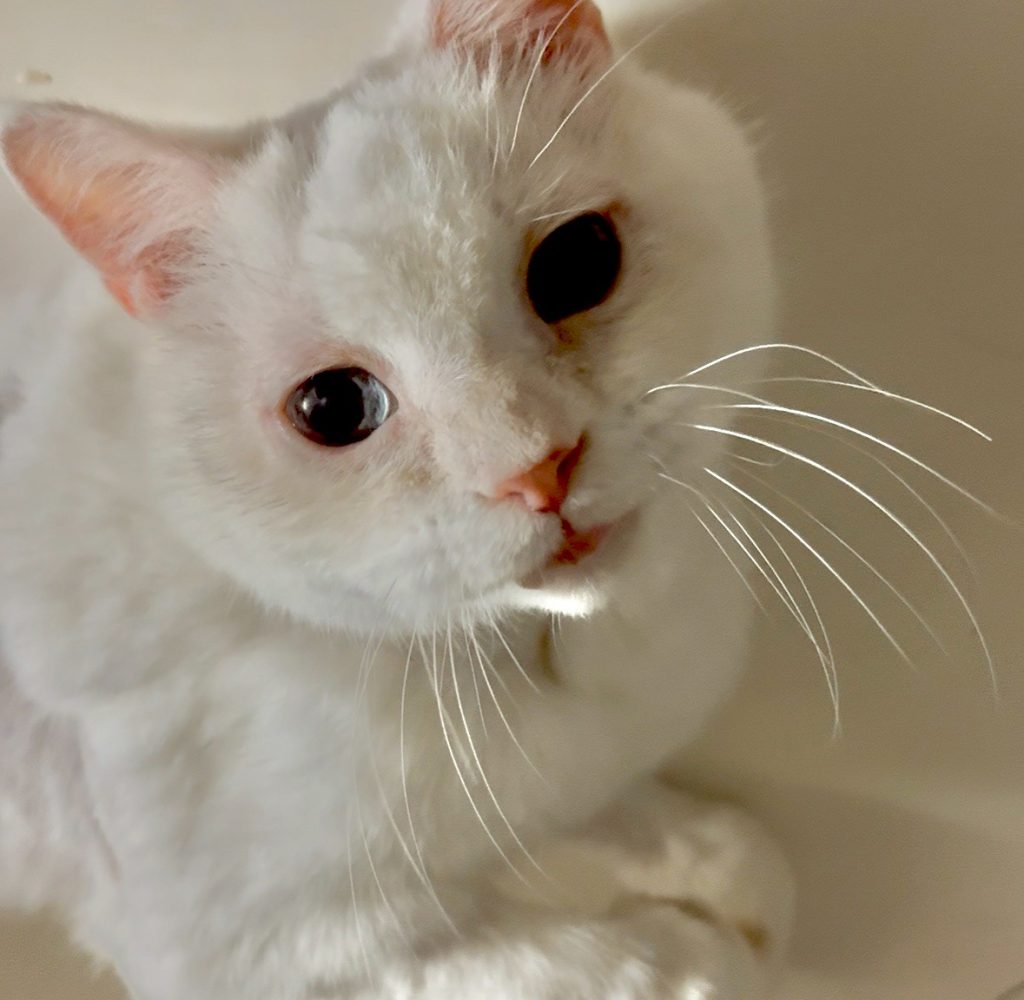 line album 好像會有用的照片 260415 4